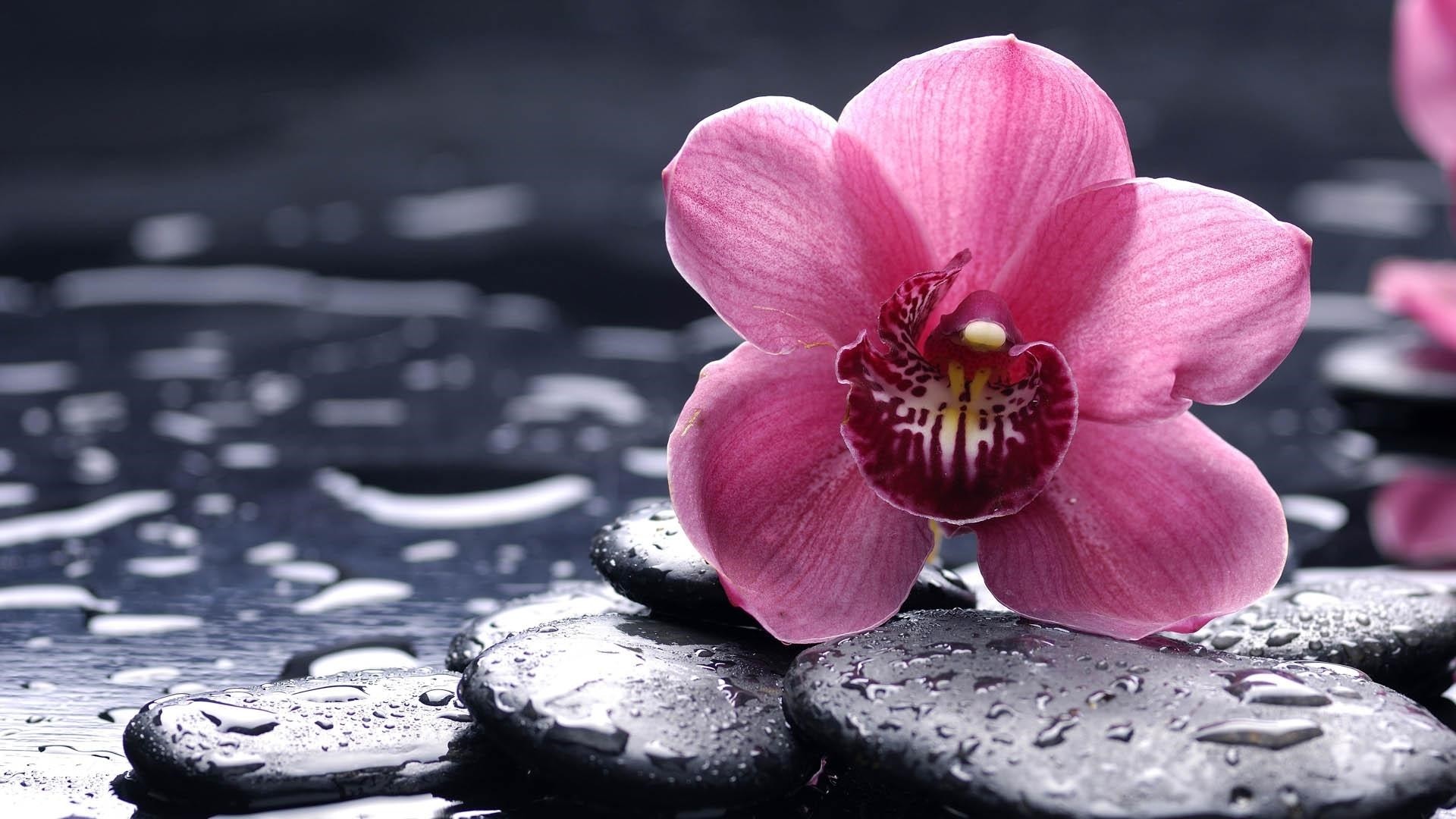 33 Orchid Wallpapers - Wallpaperboat
