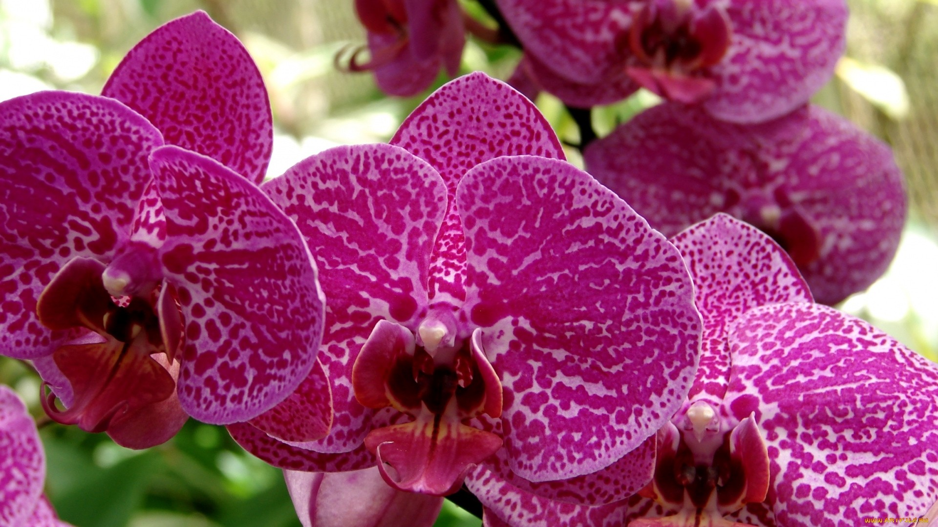 Orchid Free Wallpaper