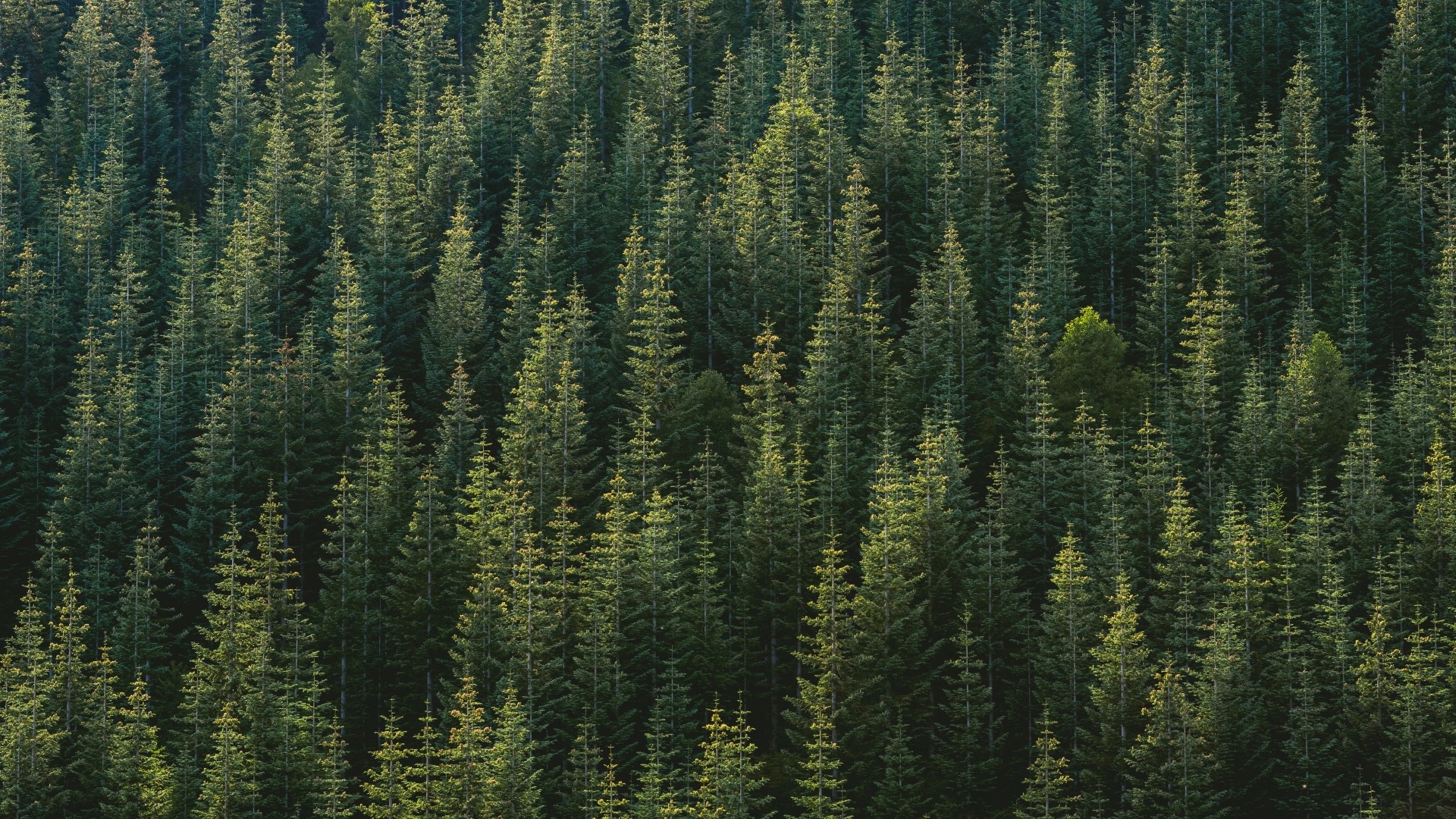 Pine Tree HD Wallpaper