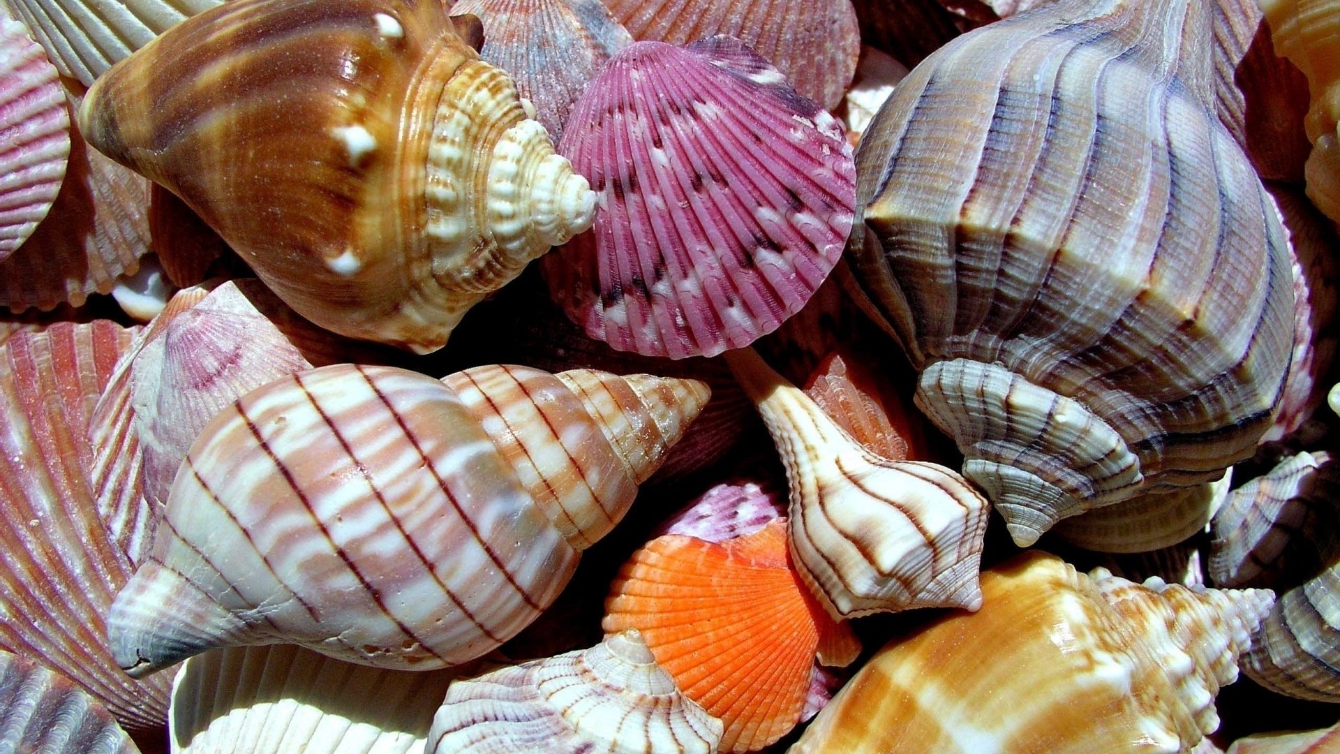 Seashell Free Wallpaper and Background