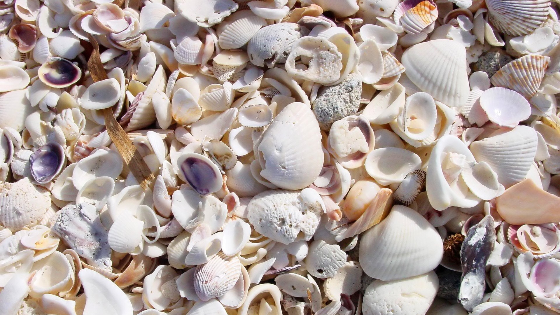 Seashell Full HD Wallpaper