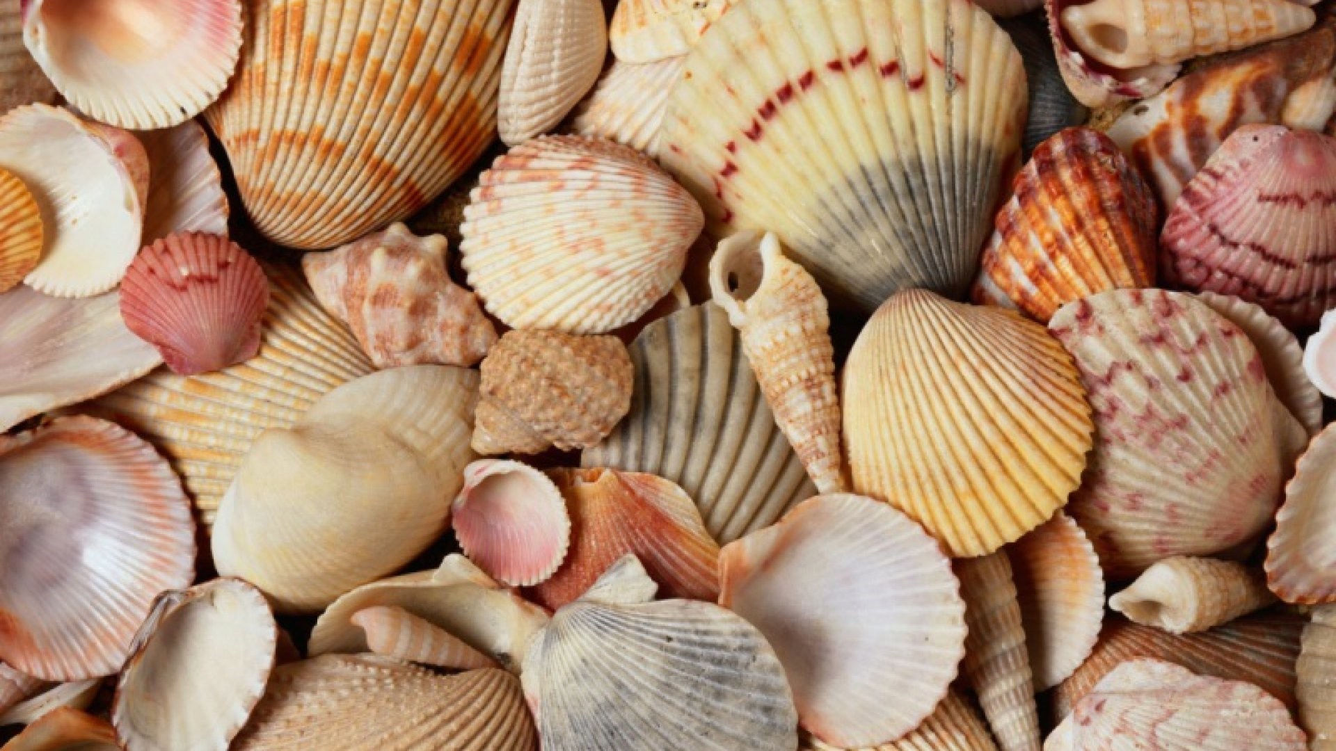 Seashell Pic