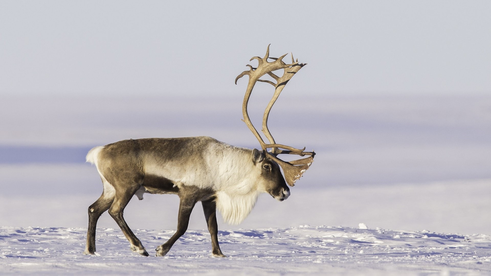 Reindeer Desktop Wallpaper