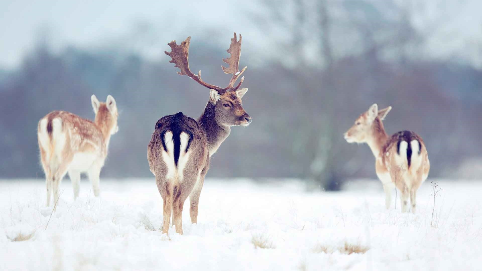 Reindeer wallpaper photo hd