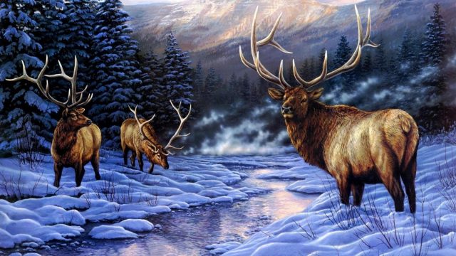 24 Elk Wallpapers - WallpaperBoat