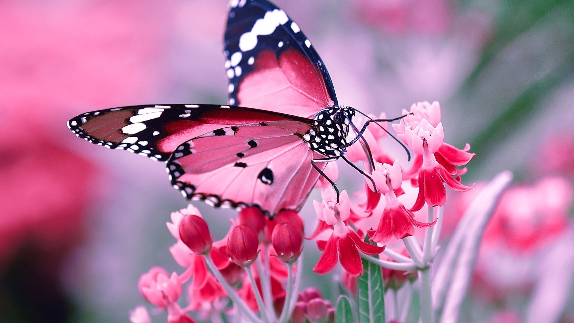 Pink Butterfly Download Wallpaper