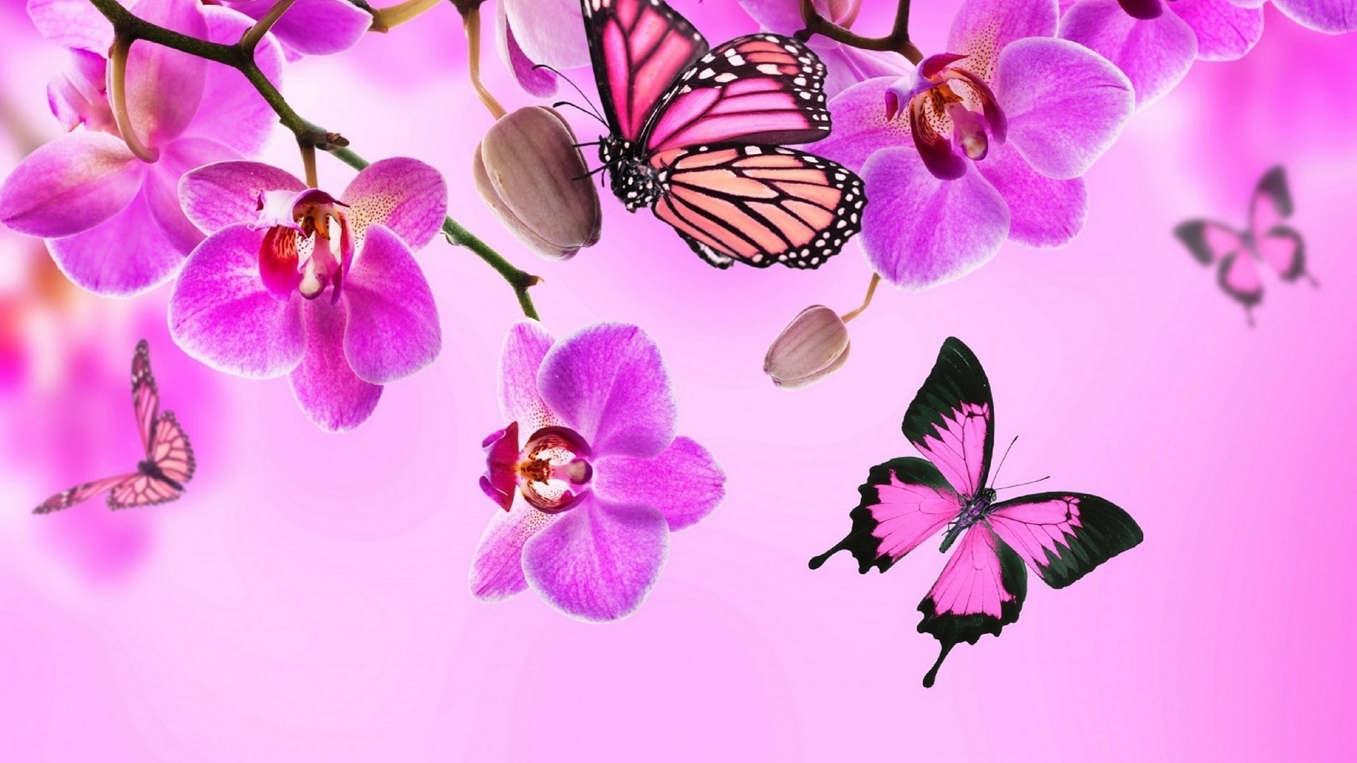 Pink Butterfly Wallpaper for pc