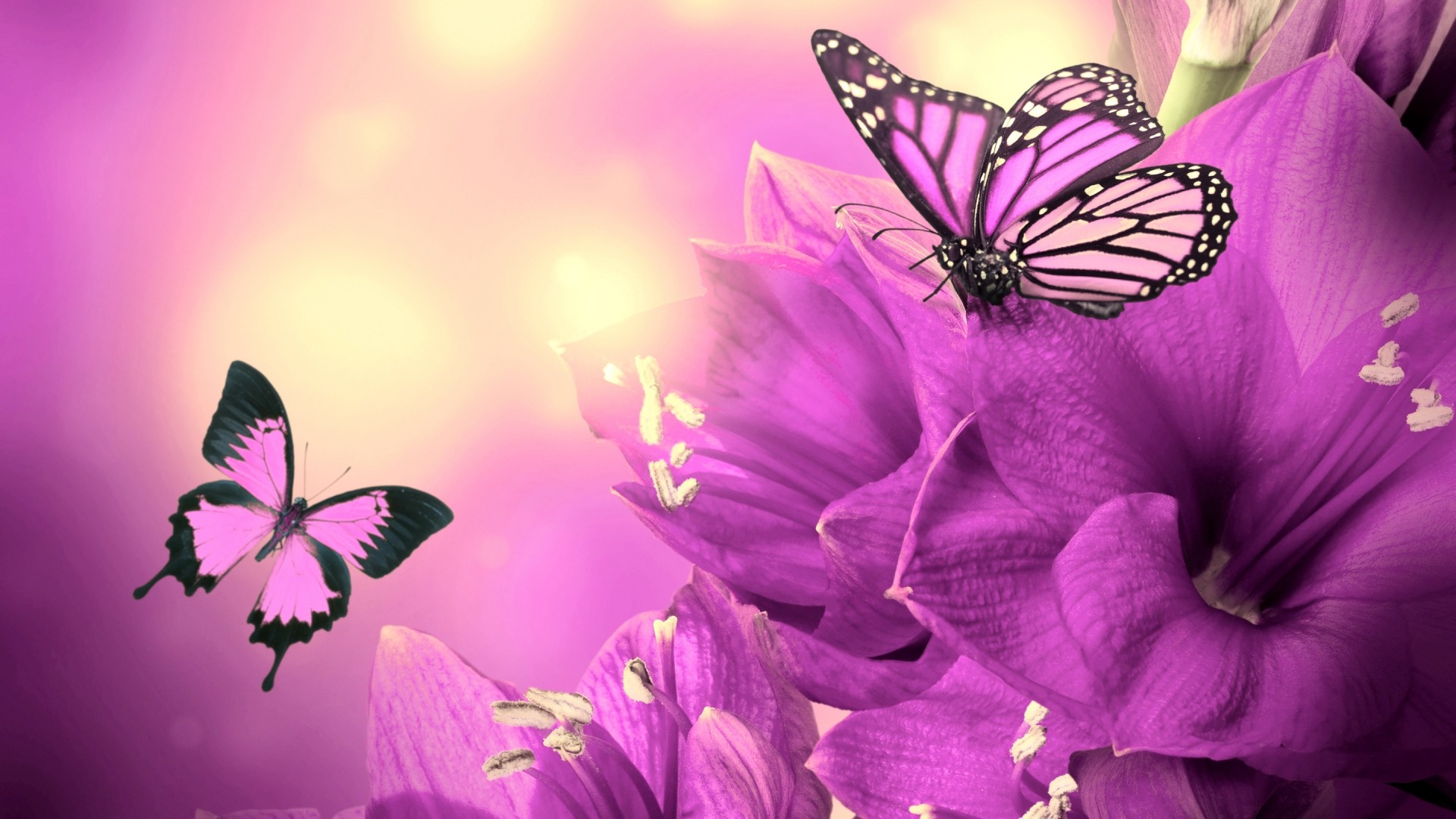 31 Pink Butterfly Wallpapers - Wallpaperboat