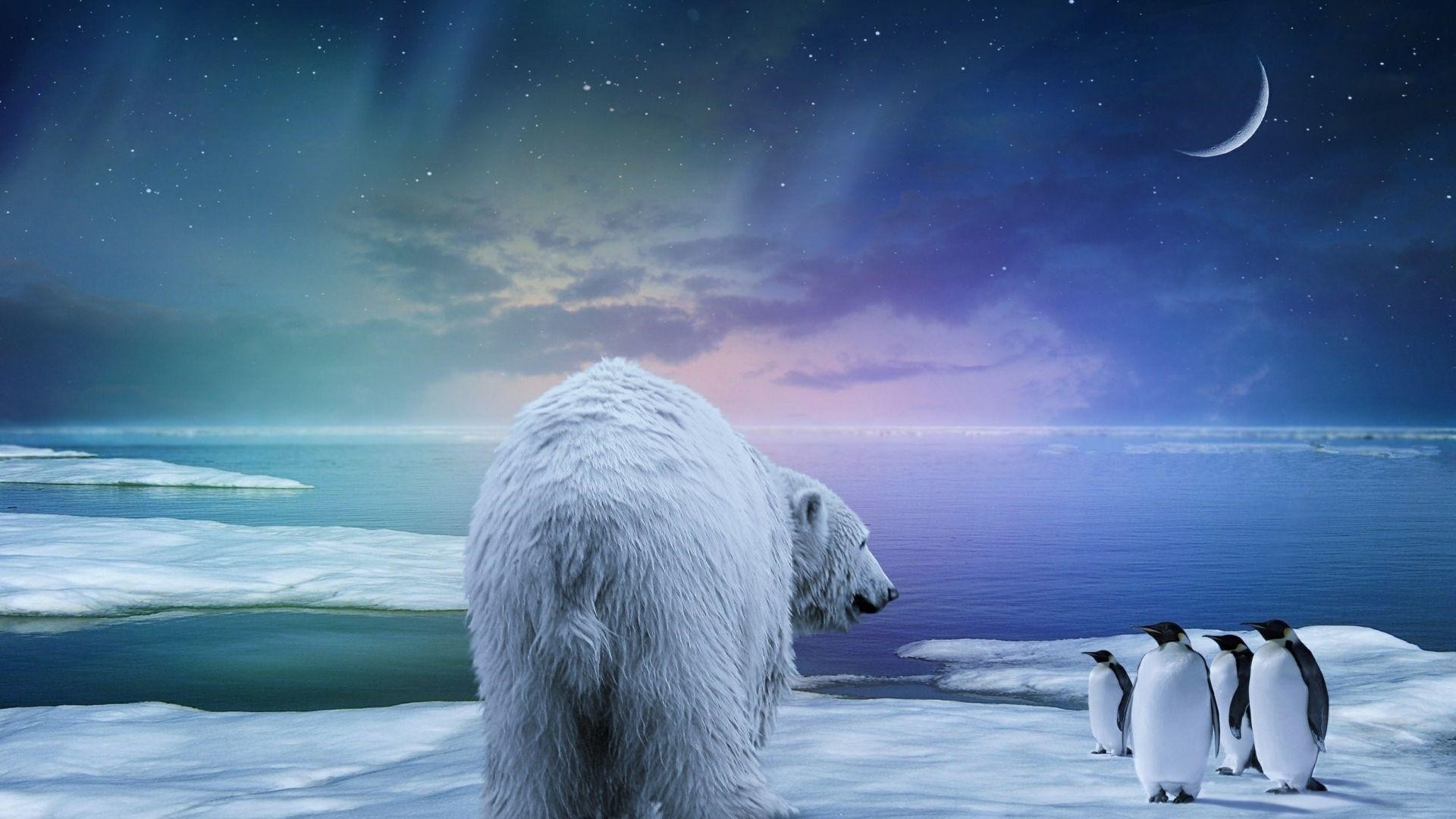 Polar Bear Desktop Wallpaper
