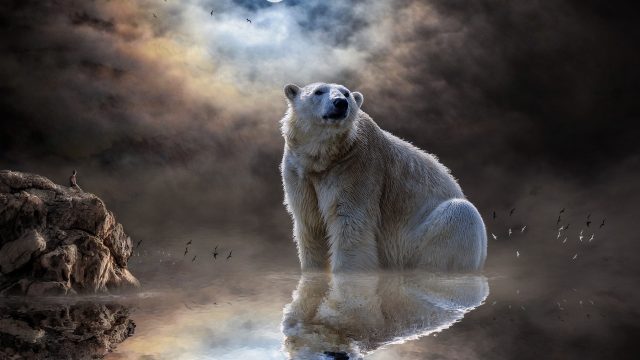 29 Polar Bear Wallpapers - Wallpaperboat