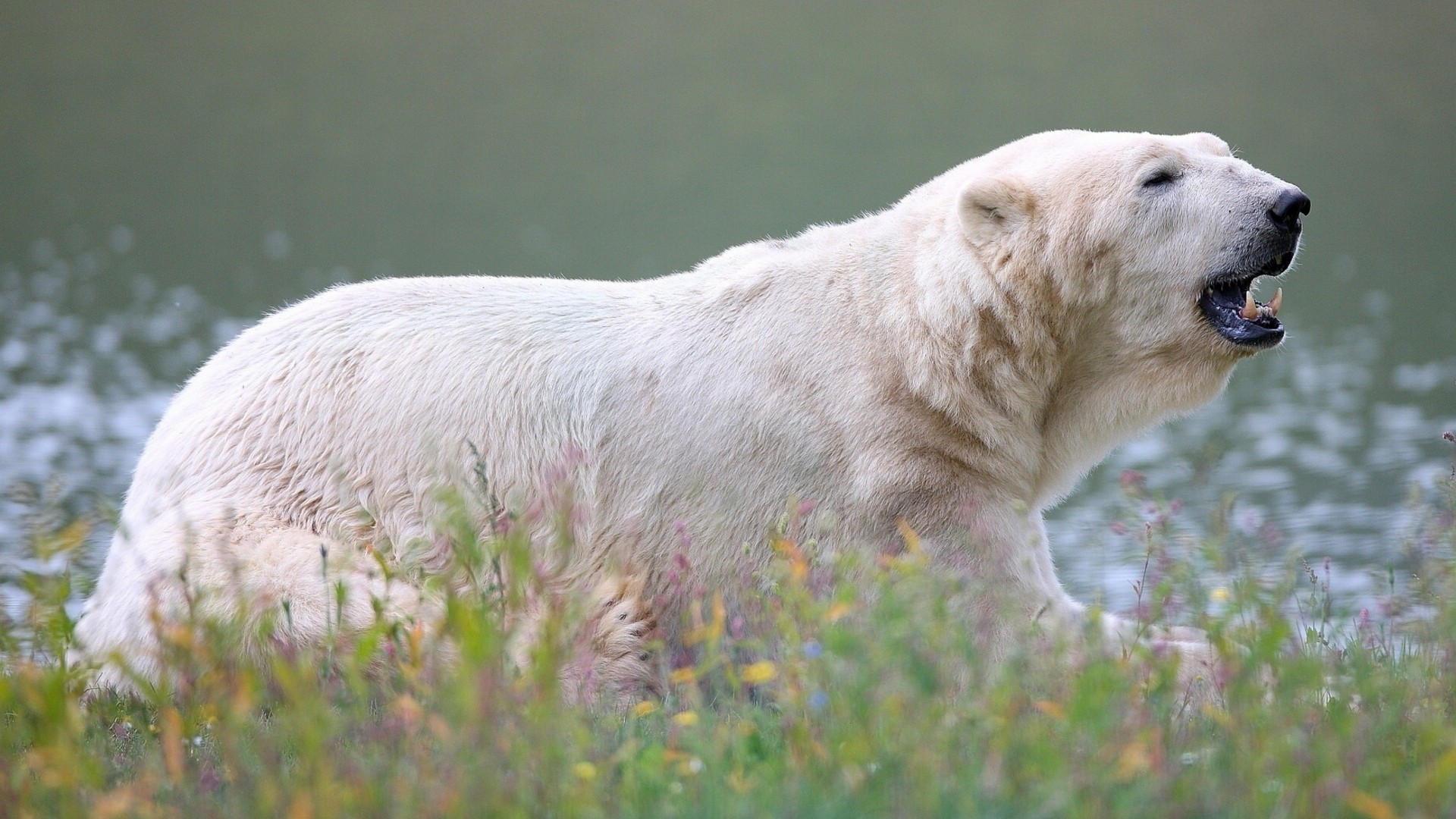Polar Bear Full HD Wallpaper