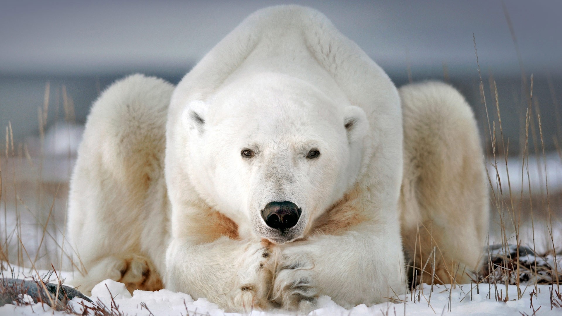 Polar Bear Pic