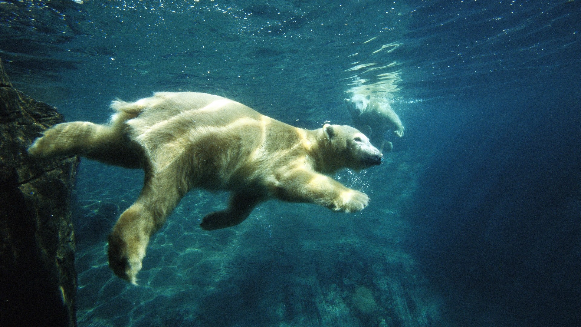 Polar Bear wallpaper