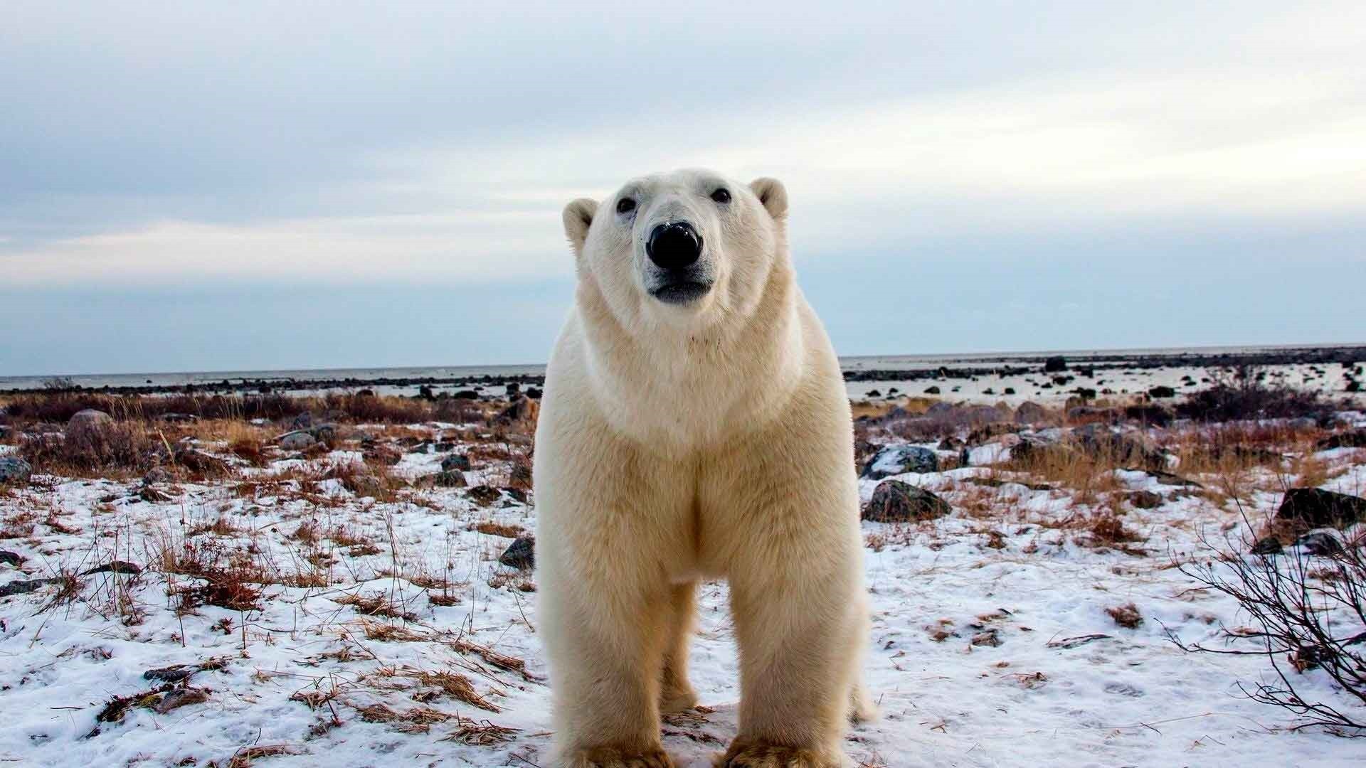 Polar Bear Wallpaper and Background