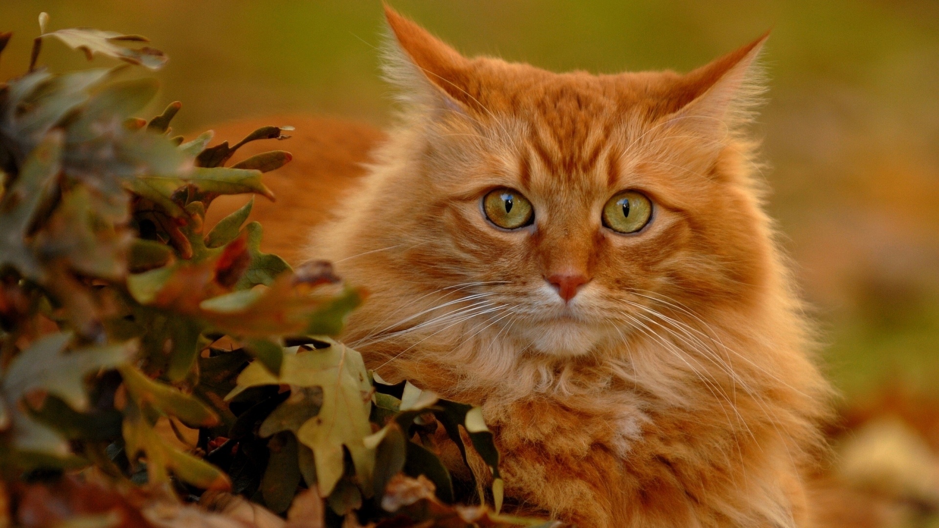 Ginger Cat Image