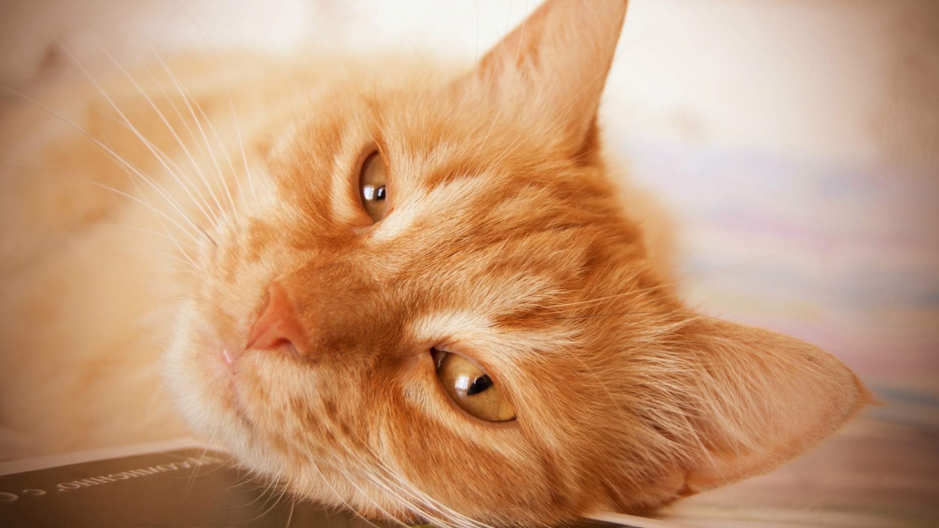Ginger Cat Wallpaper