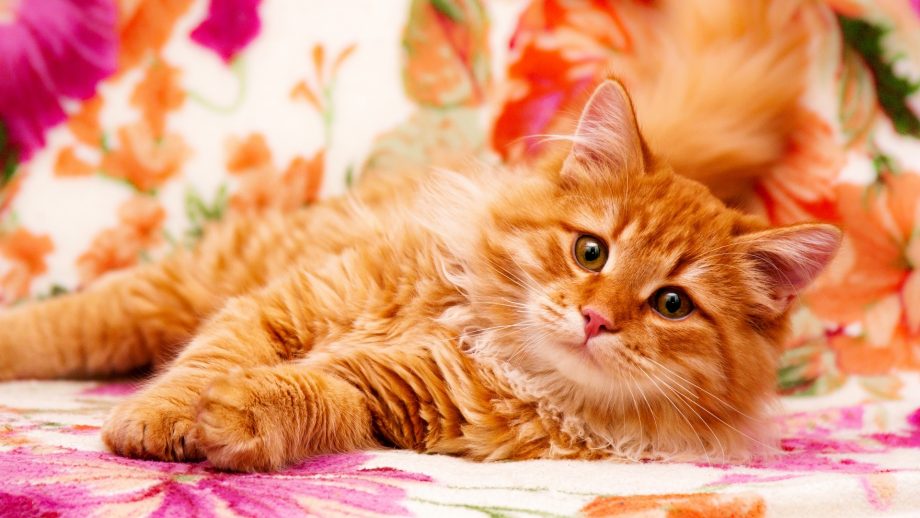 54 Ginger Cat Wallpapers - Wallpaperboat
