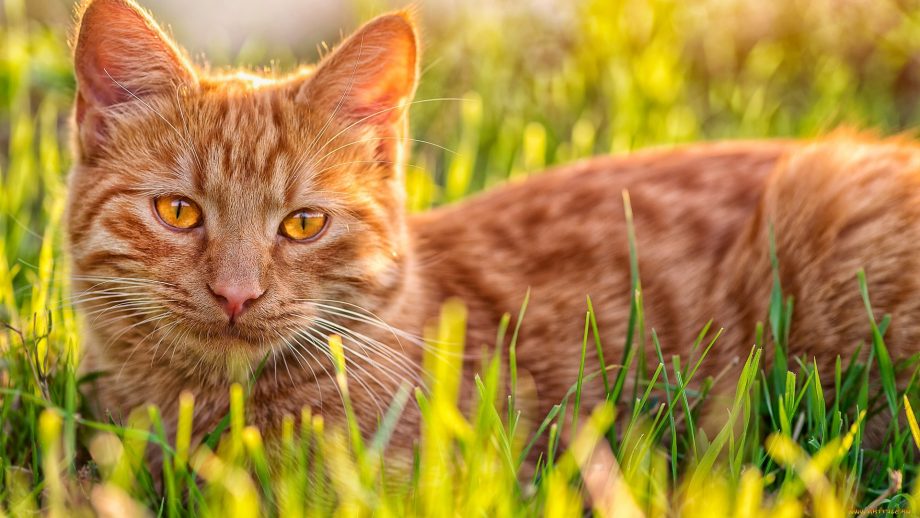 54 Ginger Cat Wallpapers - Wallpaperboat