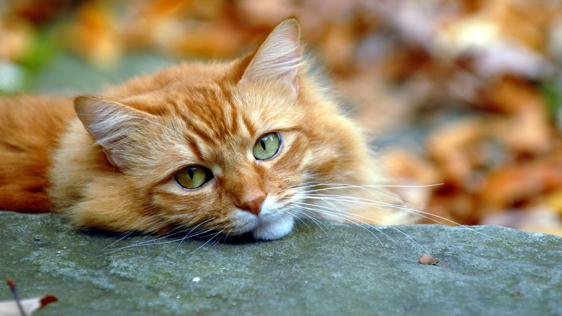 Ginger Cat Background