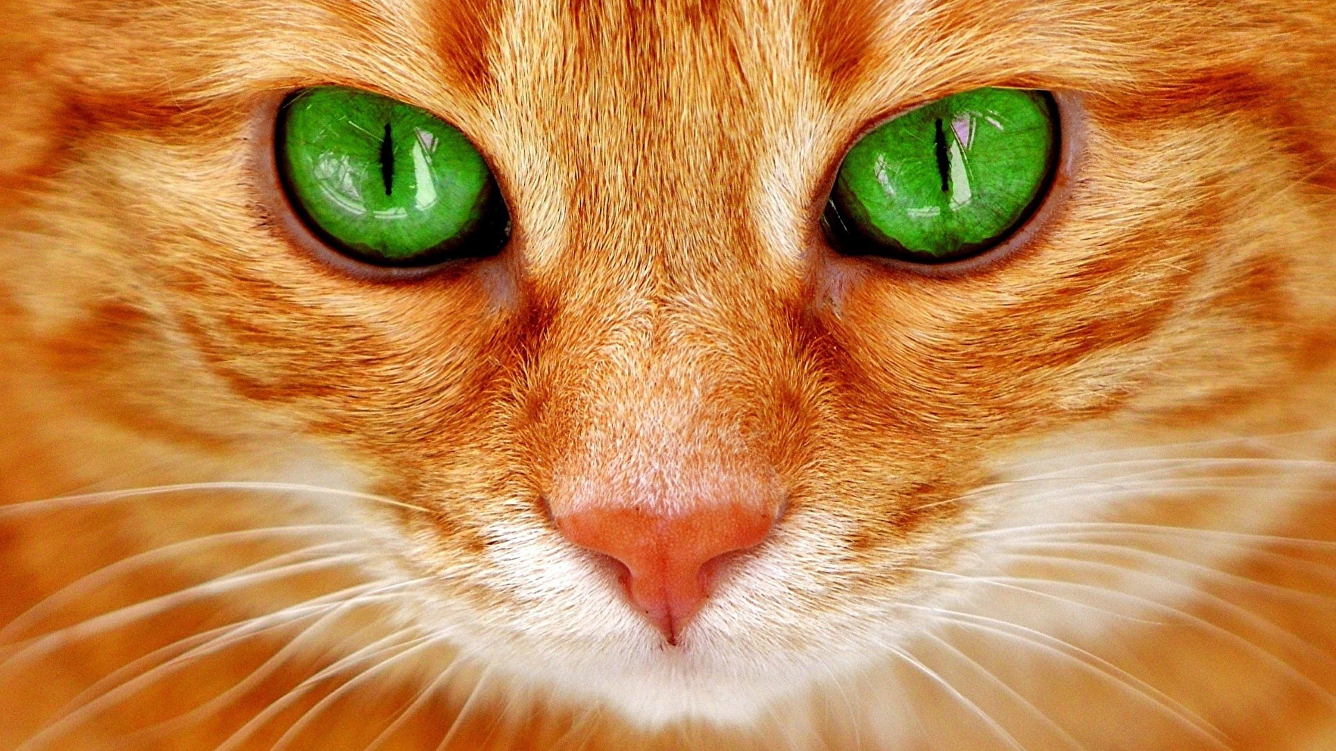 Ginger Cat HD Wallpaper