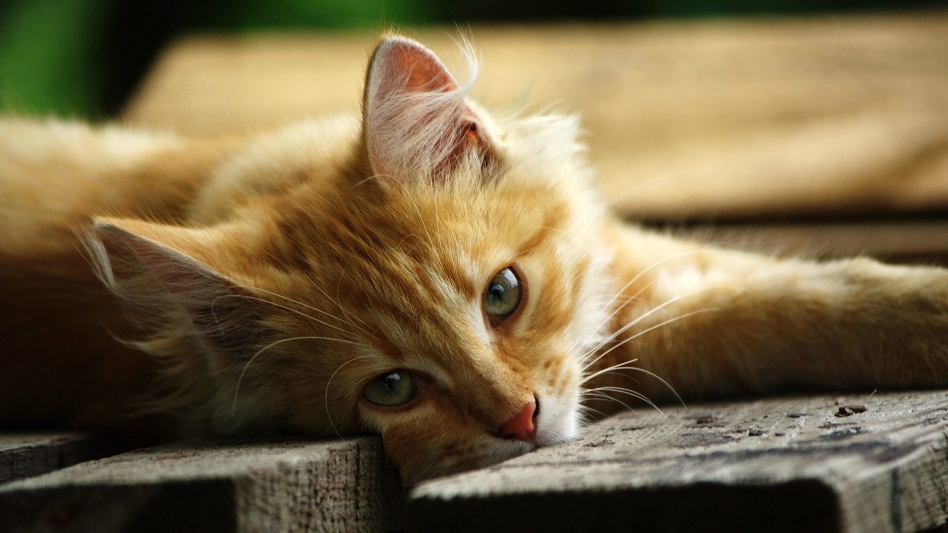 Ginger Cat Image