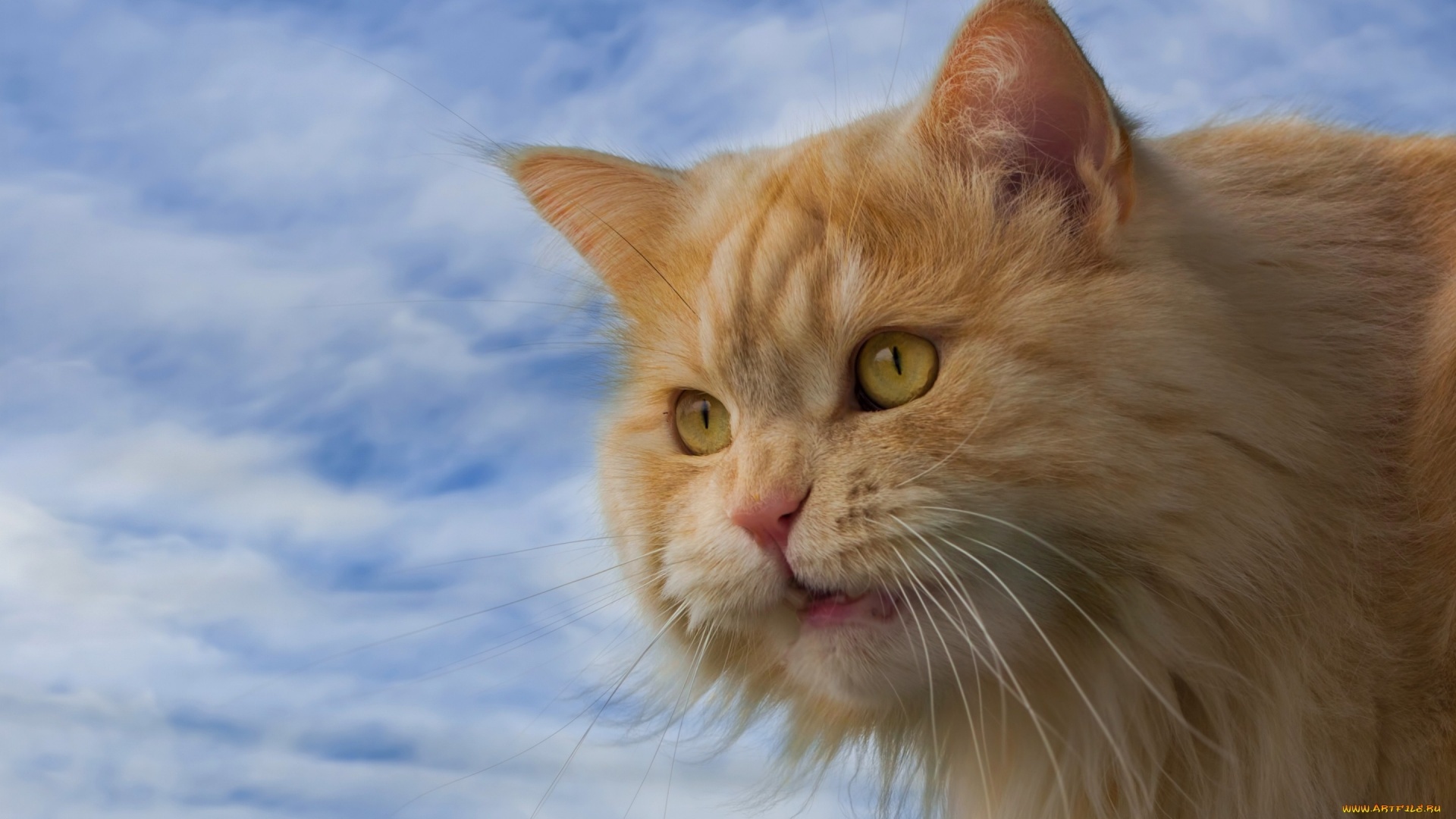 Ginger Cat Desktop Wallpaper