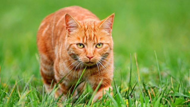 54 Ginger Cat Wallpapers - Wallpaperboat