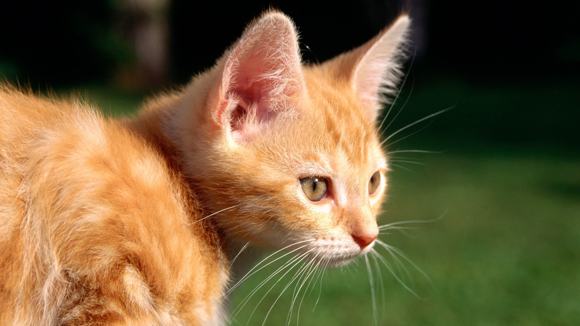 Ginger Cat Picture