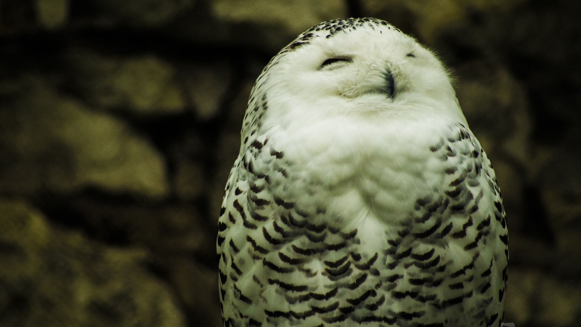 Polar Owl Desktop Wallpaper