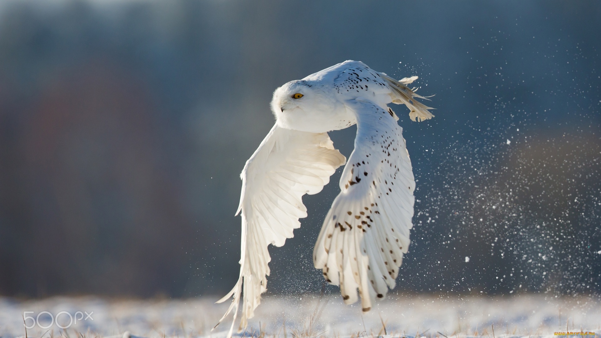 Polar Owl Image