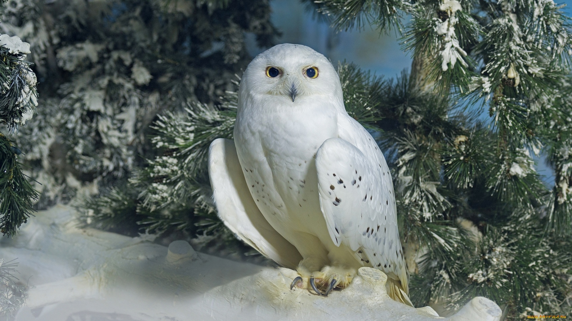 Polar Owl computer wallpaper