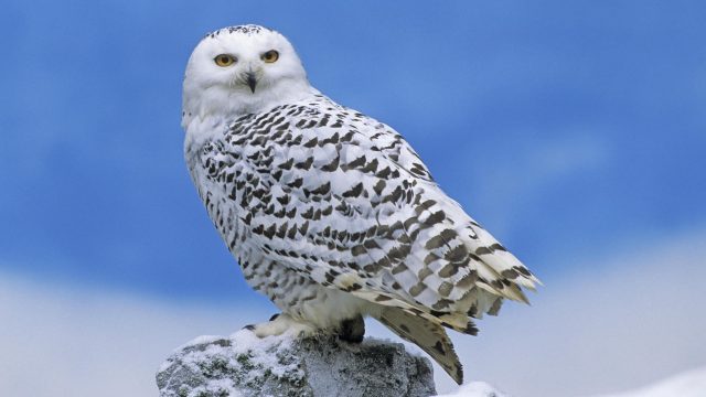 Polar Owl desktop wallpaper hd
