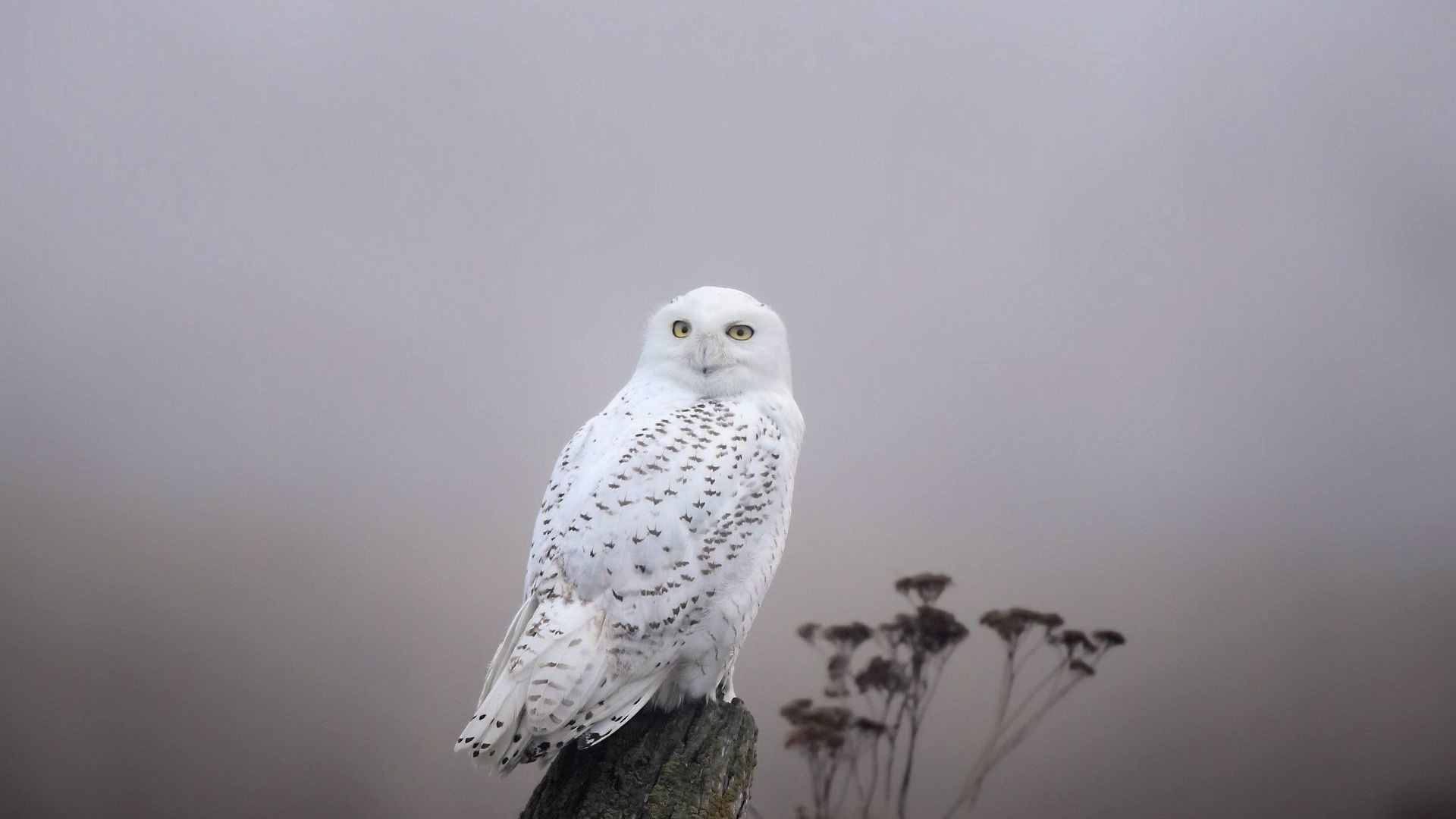 Polar Owl wallpaper for desktop