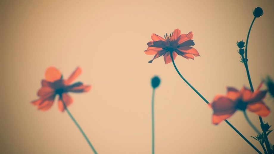 flower minimalist wallpaper hd