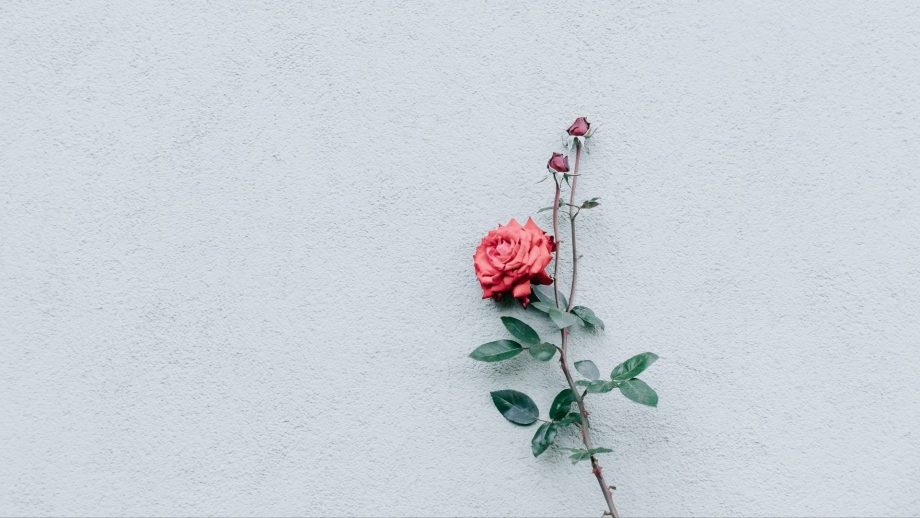 26 Flower Minimalist Wallpapers - Wallpaperboat