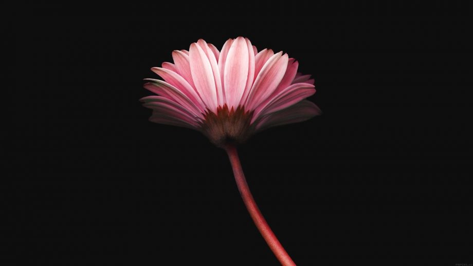 Flower Minimalist Wallpapers: 26 Images - WallpaperBoat