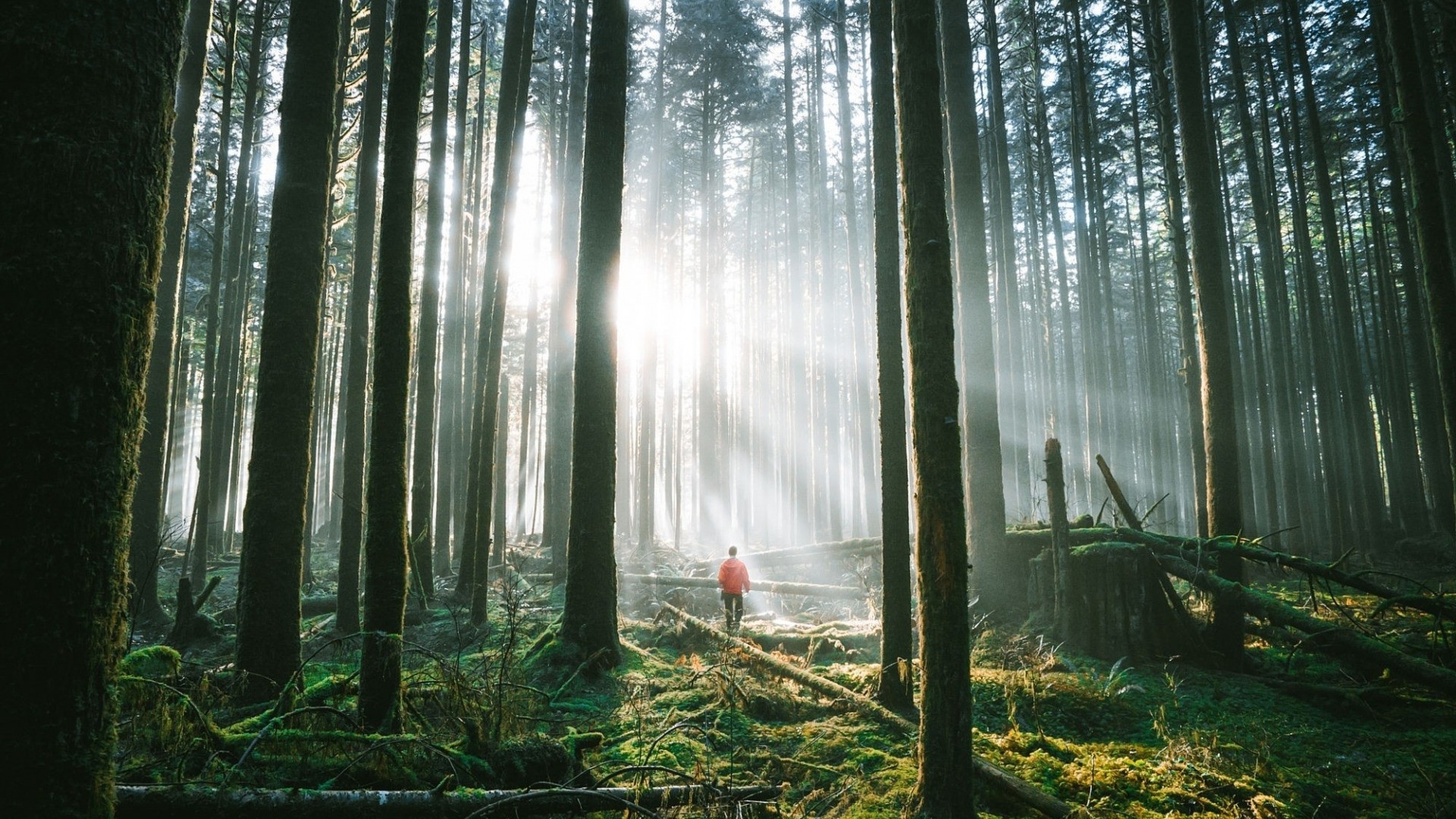Forest Sunlight Image