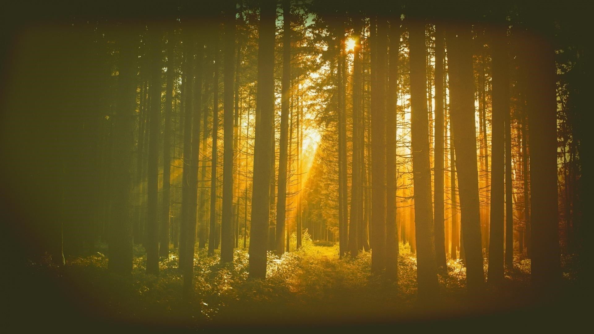 Forest Sunlight Wallpaper