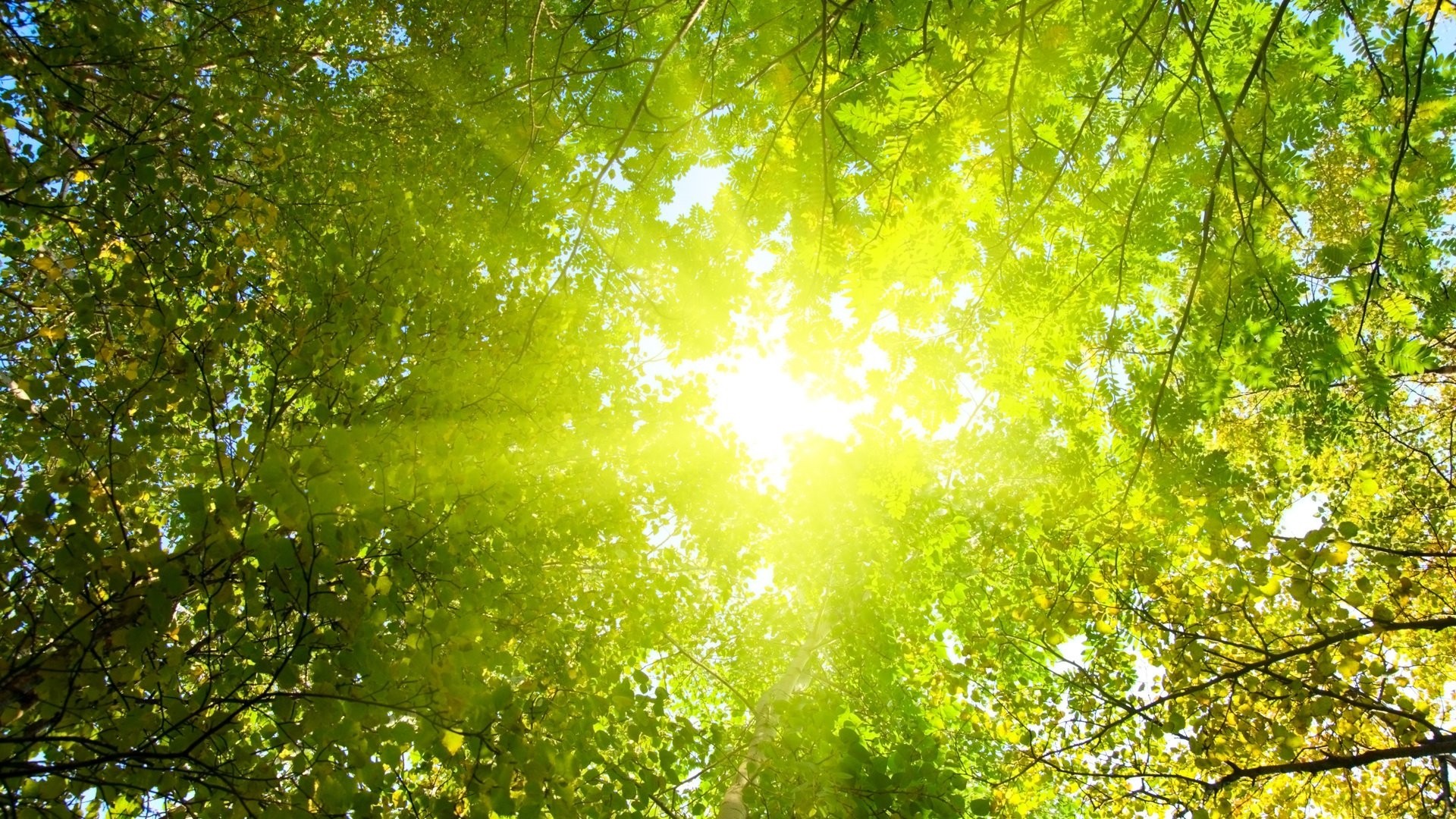 Forest Sunlight Desktop Wallpaper
