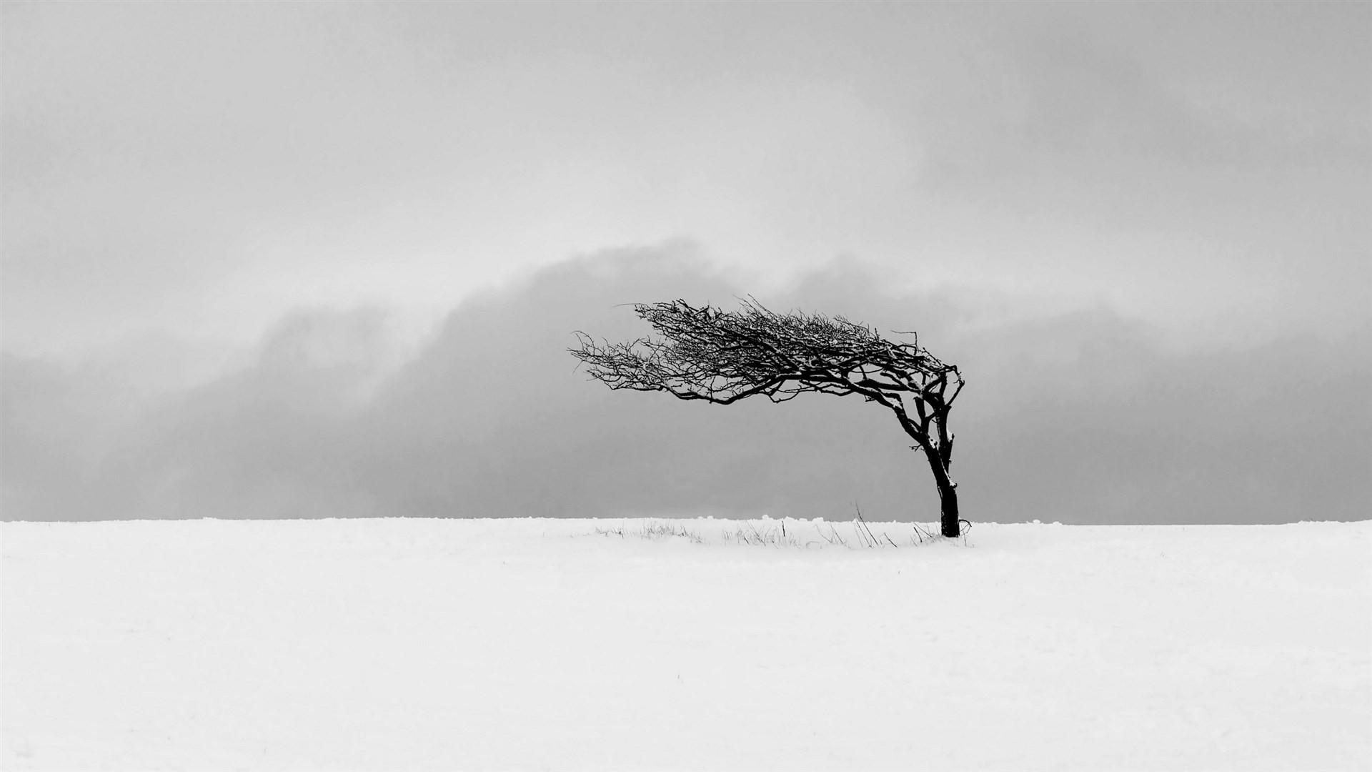 Lonely Trees Minimalist Image