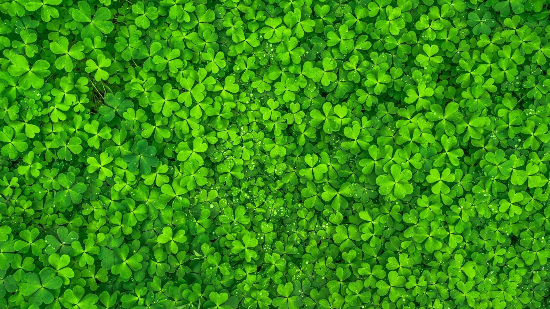 Green Clover Picture