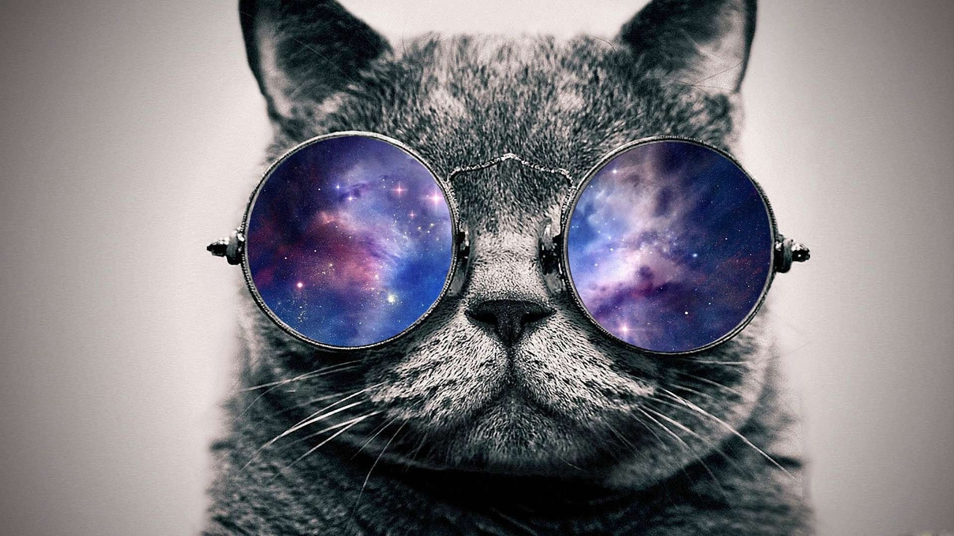 Cat With Glasses wallpaper for desktop