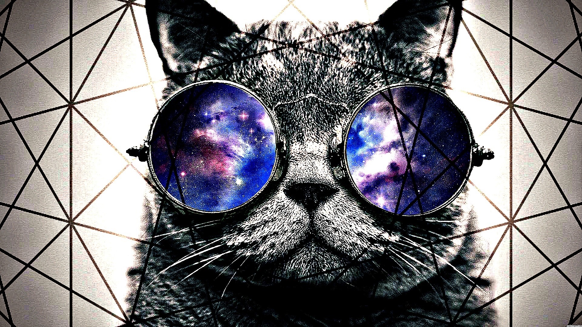 Cat With Glasses Pic
