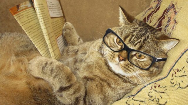 25 Cat with Glasses Wallpapers - Wallpaperboat