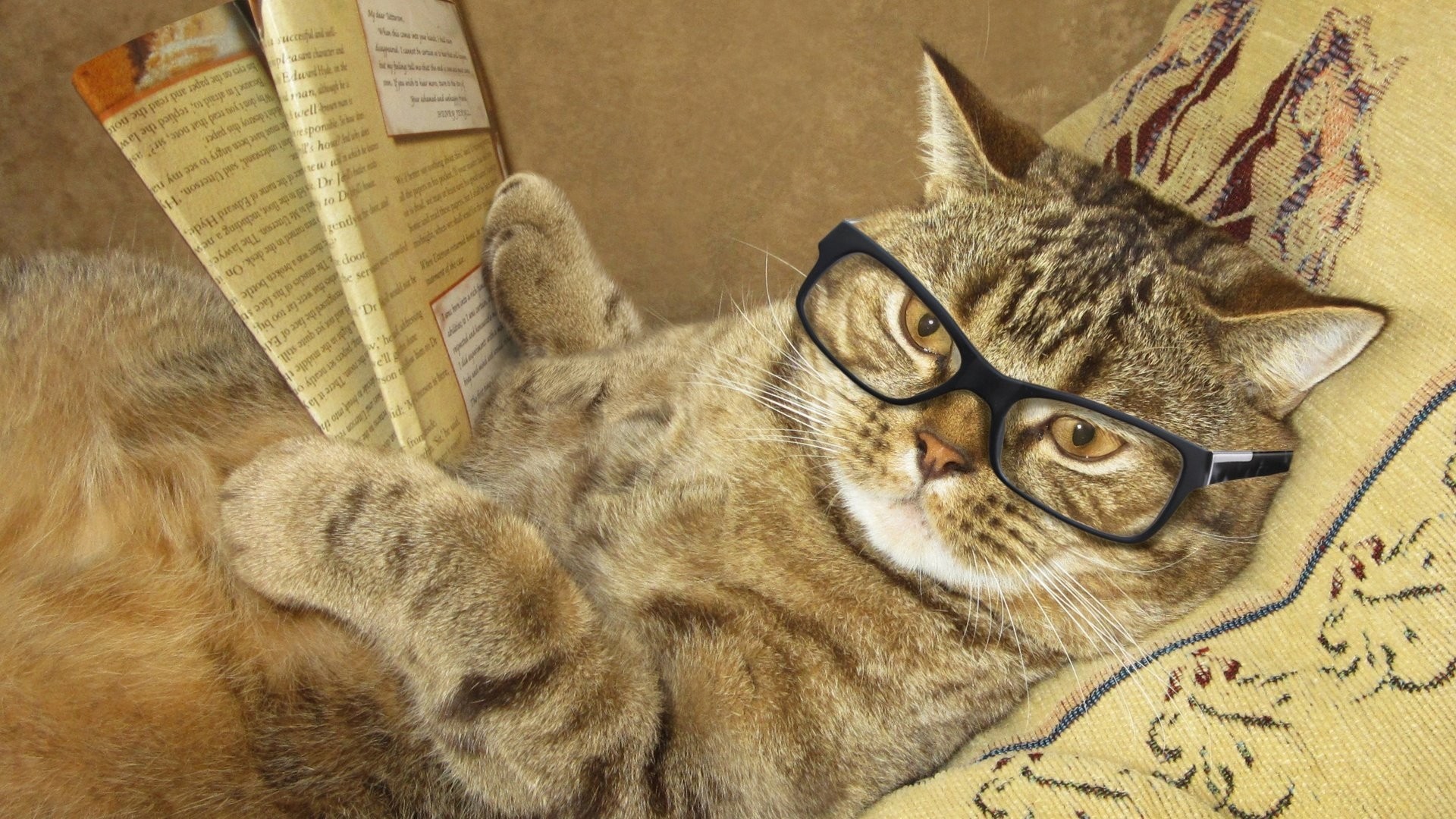 Cat With Glasses Picture