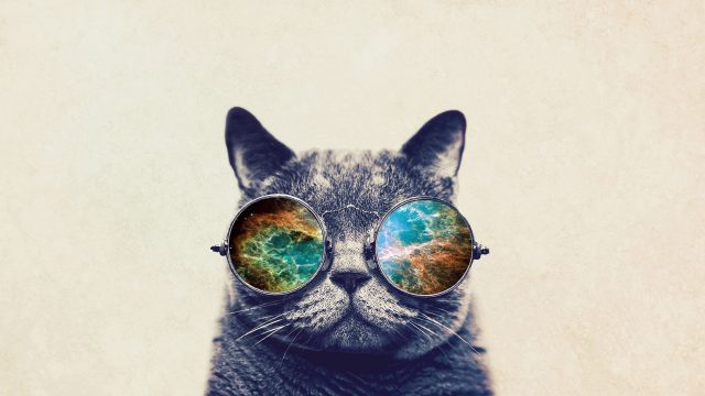 Cat With Glasses Background