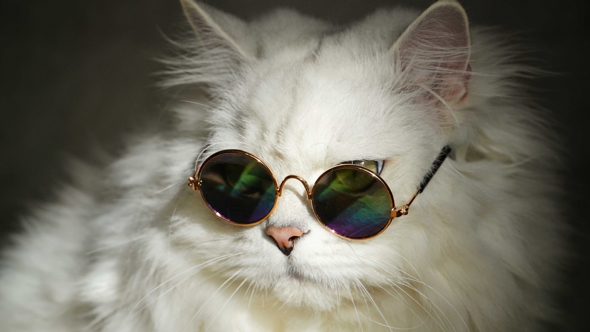 Cat With Glasses Pic