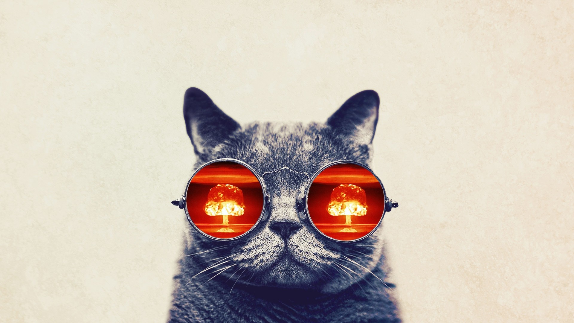 Cat With Glasses desktop wallpaper hd