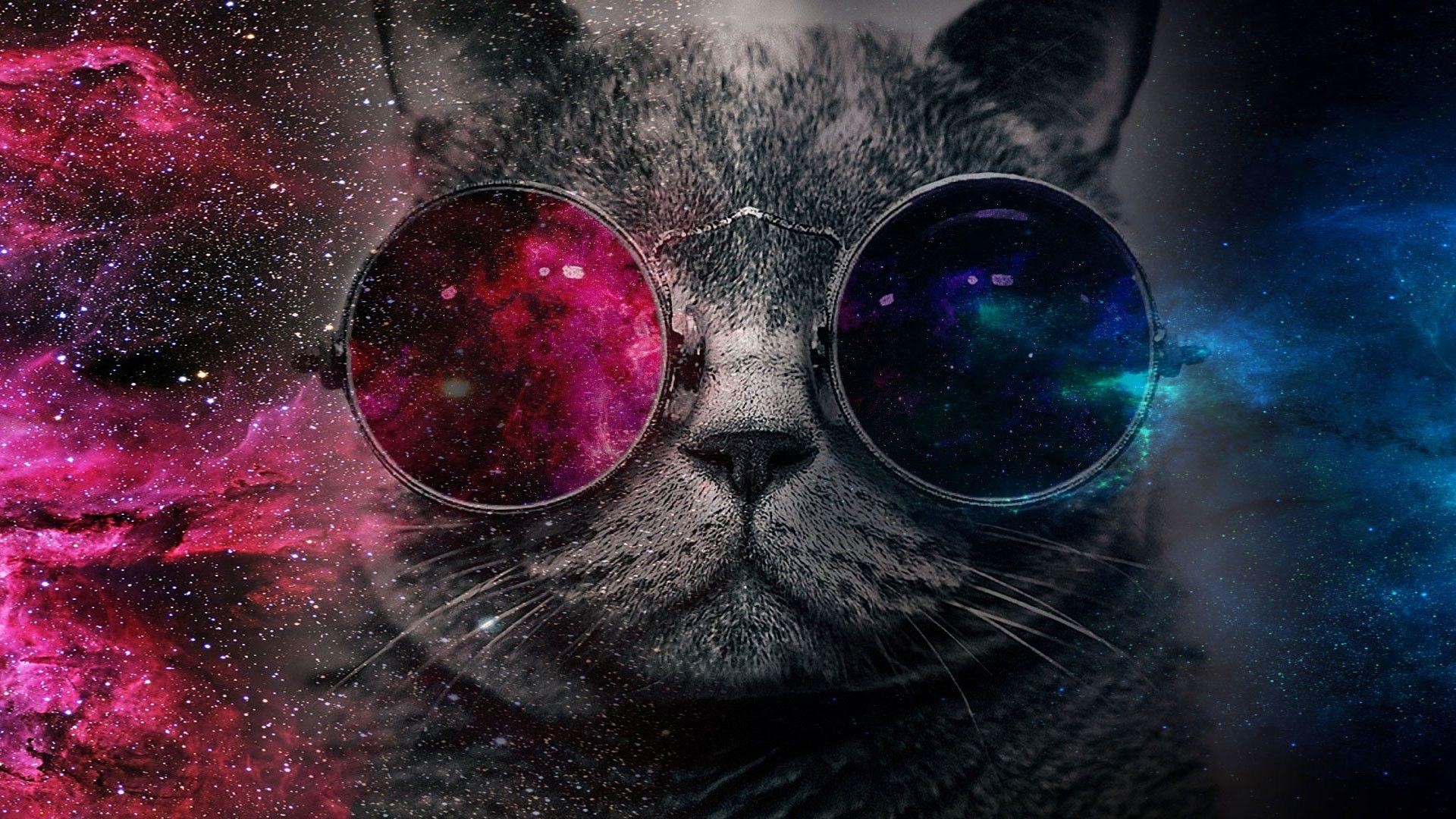Cat With Glasses Desktop Wallpaper