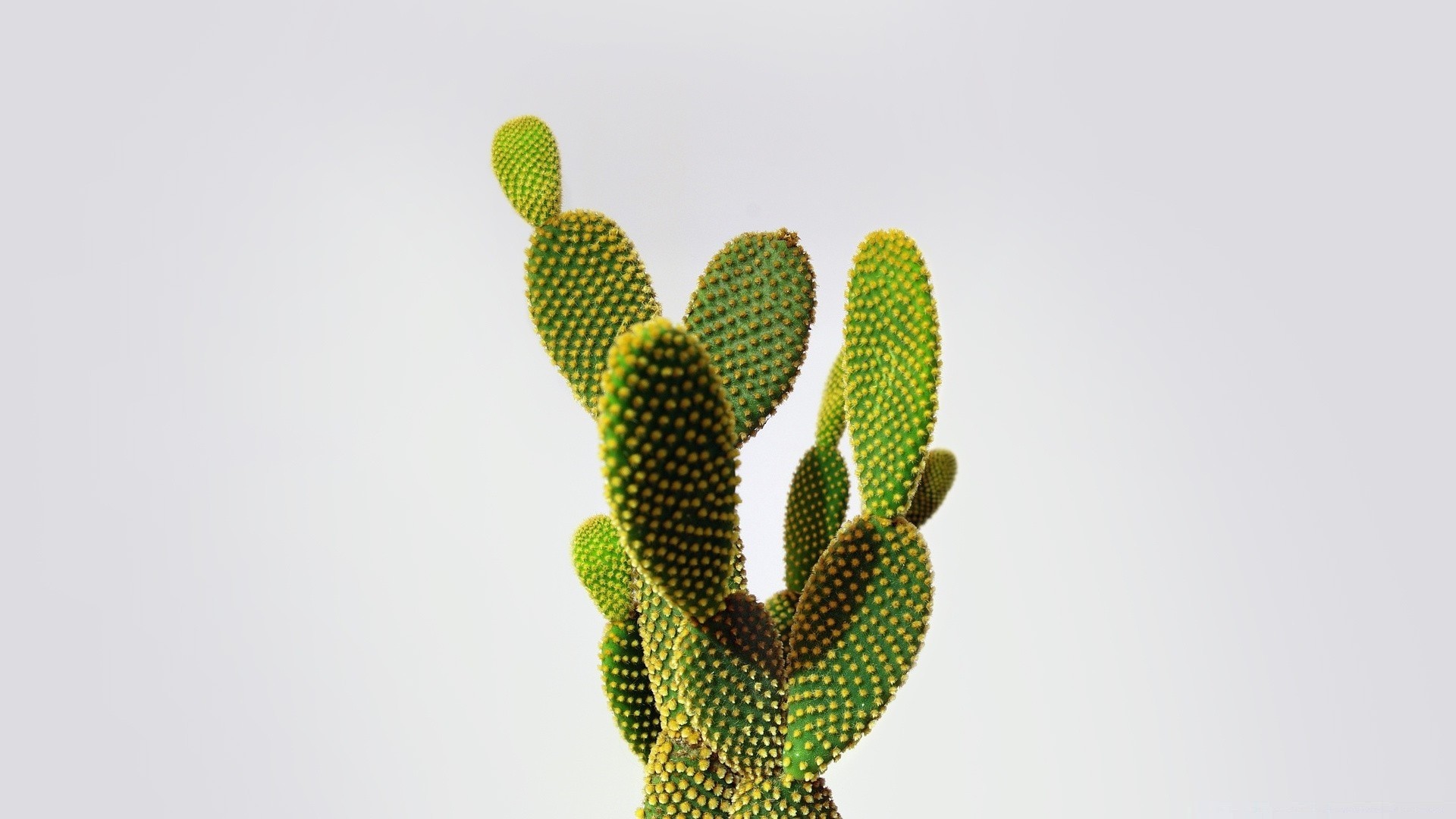 Cactus Minimalist Picture